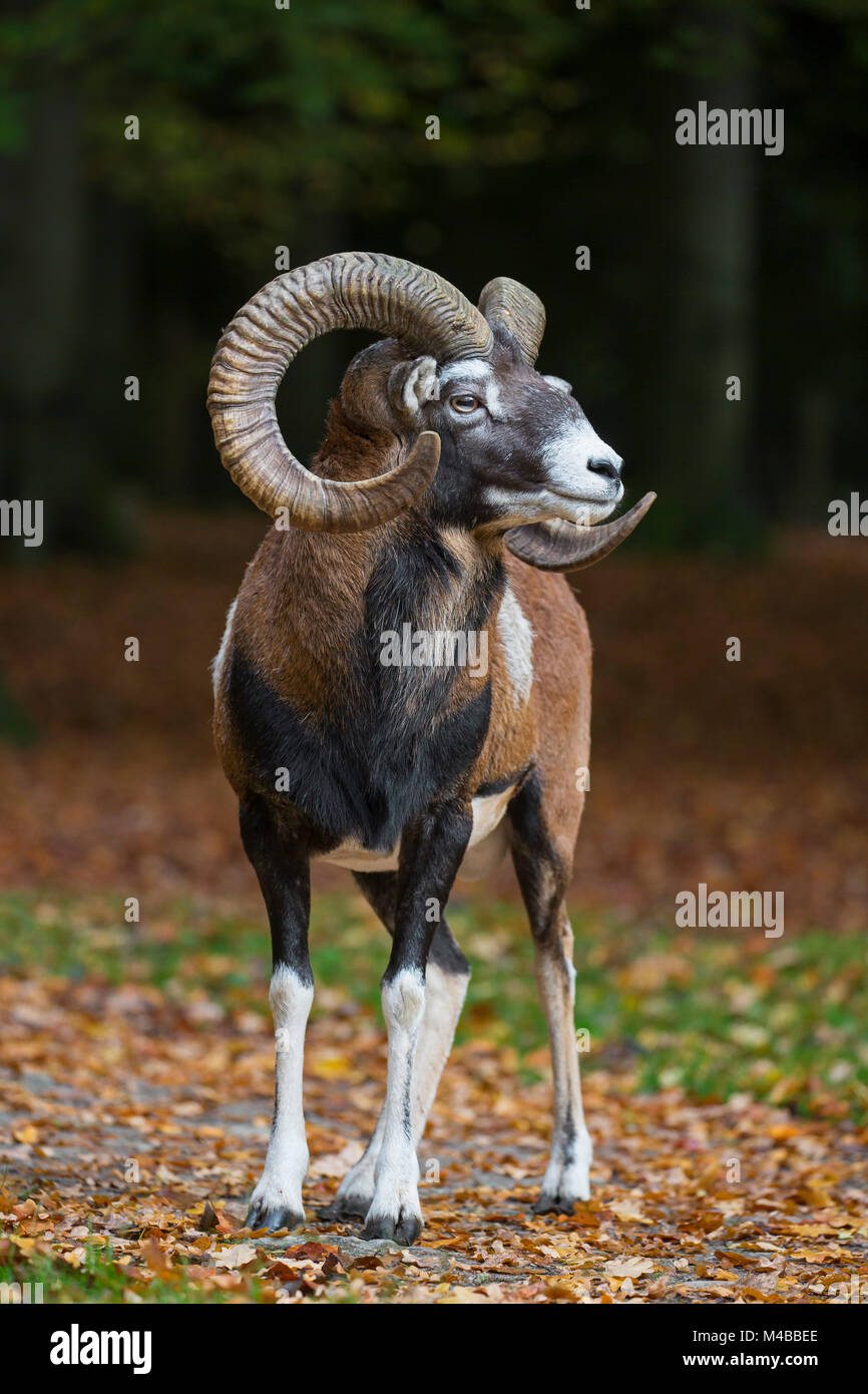 Mouflon (Ovis gmelini européenne / Ovis ammon musimon / Ovis orientalis musimon) ram avec grandes cornes en forêt en automne Banque D'Images