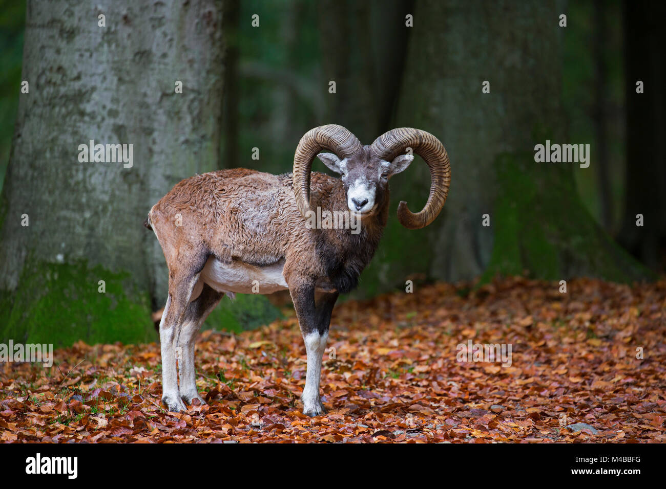 Mouflon (Ovis gmelini européenne / Ovis ammon musimon / Ovis orientalis musimon) ram avec grandes cornes en forêt en automne Banque D'Images