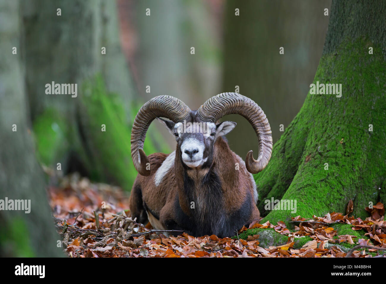 Mouflon (Ovis gmelini européenne / Ovis ammon musimon / Ovis orientalis musimon) ram avec grandes cornes reposant en forêt en automne Banque D'Images
