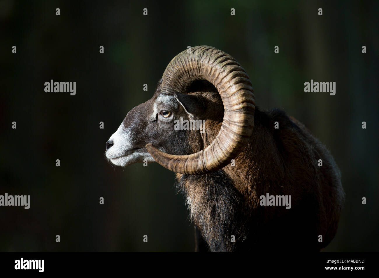 Mouflon (Ovis gmelini européenne / Ovis ammon musimon / Ovis orientalis musimon) portrait de ram avec de grandes cornes en forêt en automne Banque D'Images