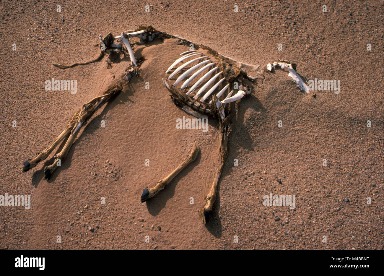 L'Algérie. Près de Djanet. Désert du Sahara. Carcasse de chèvre dans le sable. Banque D'Images