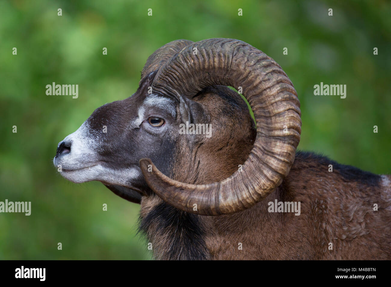 Mouflon (Ovis gmelini européenne / Ovis ammon musimon / Ovis orientalis musimon) portrait de ram avec de grandes cornes en forêt en automne Banque D'Images