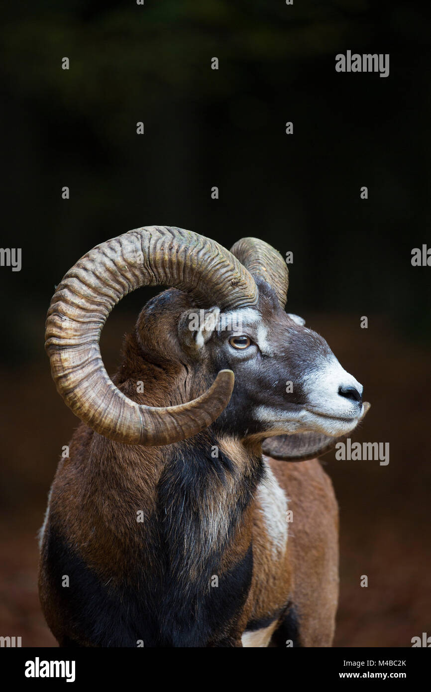 Mouflon (Ovis gmelini européenne / Ovis ammon musimon / Ovis orientalis musimon) portrait de ram avec de grandes cornes en forêt en automne Banque D'Images Mouflon (Ovis gmelini européenne / Ovis ammon musimon / Ovis orientalis musimon) portrait de ram avec de grandes cornes en forêt en automne Banque D'Images
