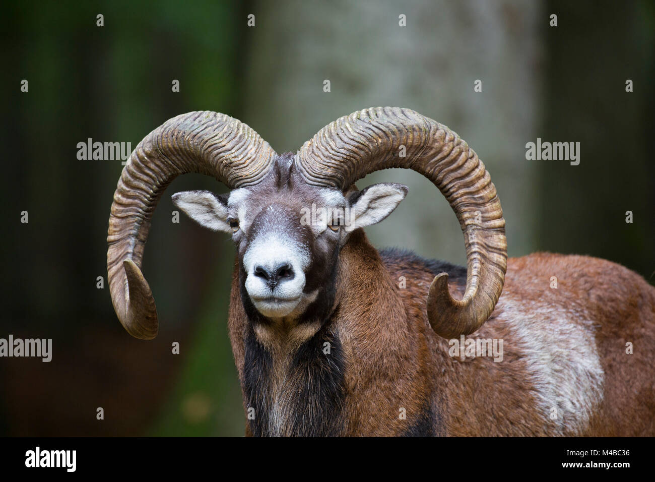 Mouflon (Ovis gmelini européenne / Ovis ammon musimon / Ovis orientalis musimon) portrait de ram avec de grandes cornes en forêt en automne Banque D'Images