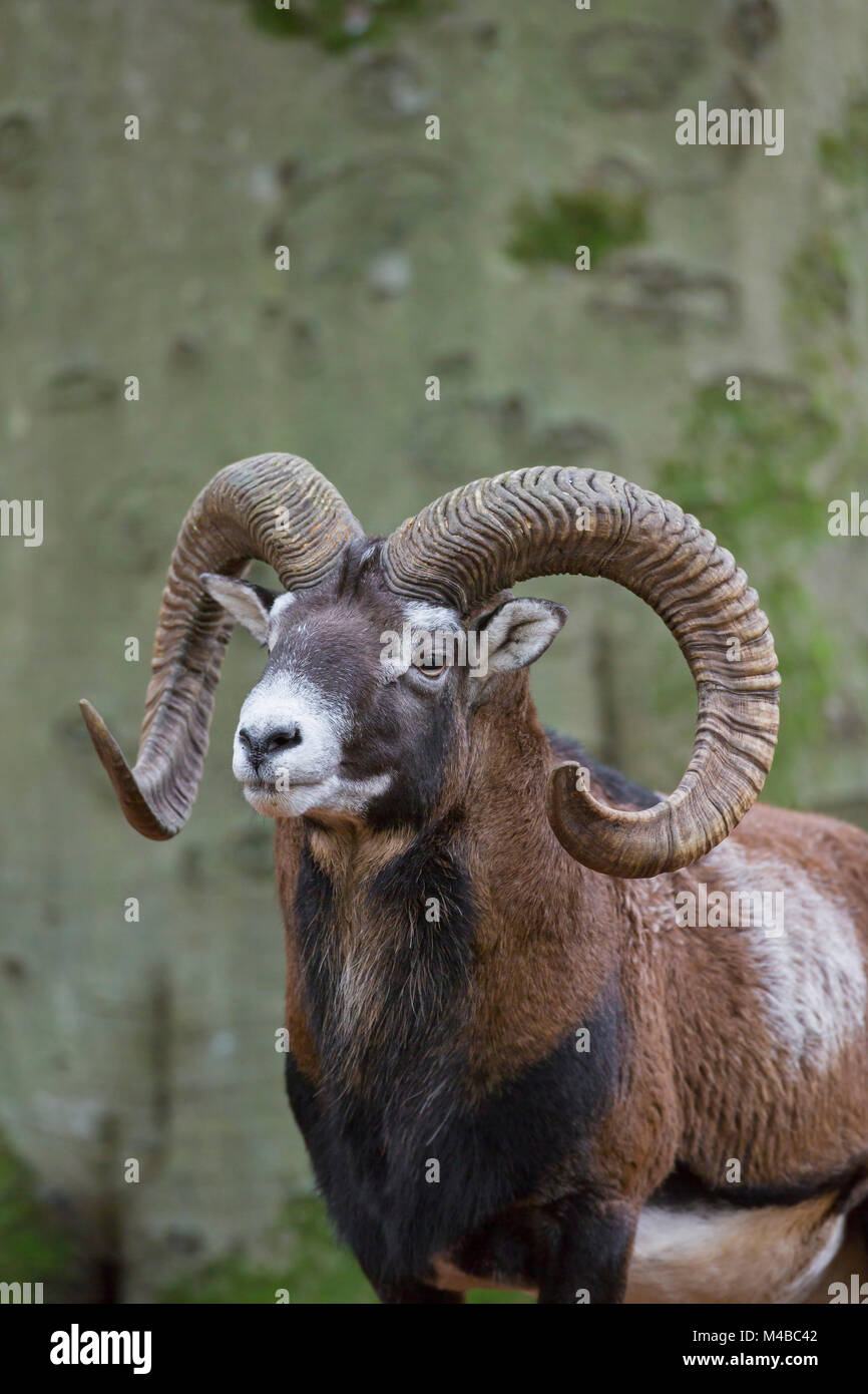 Mouflon (Ovis gmelini européenne / Ovis ammon musimon / Ovis orientalis musimon) portrait de ram avec de grandes cornes en forêt en automne Banque D'Images