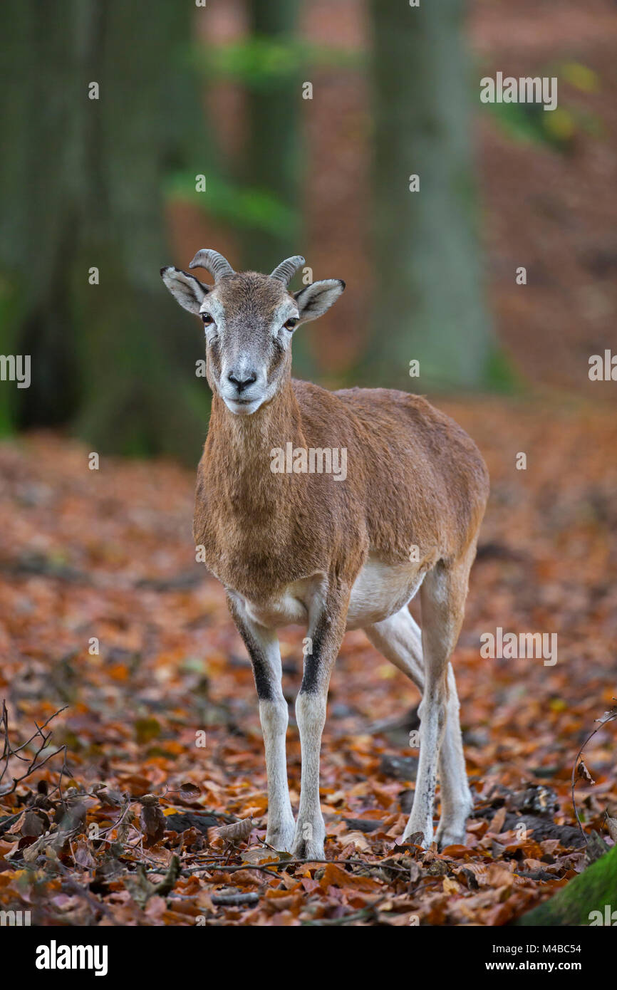 Mouflon (Ovis gmelini européenne / Ovis ammon musimon / Ovis orientalis musimon) les jeunes avec peu de ram cornes en forêt en automne Banque D'Images