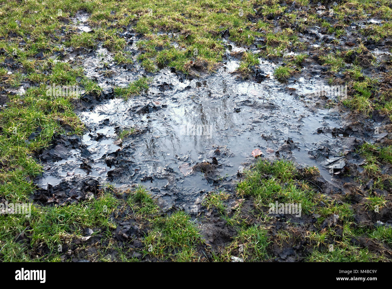 Une très profonde flaque d'eau sur un terrain de football déchiré en raison de certains arbres dans le terrain d'en face à Edimbourg, Ecosse, Royaume-Uni. Banque D'Images