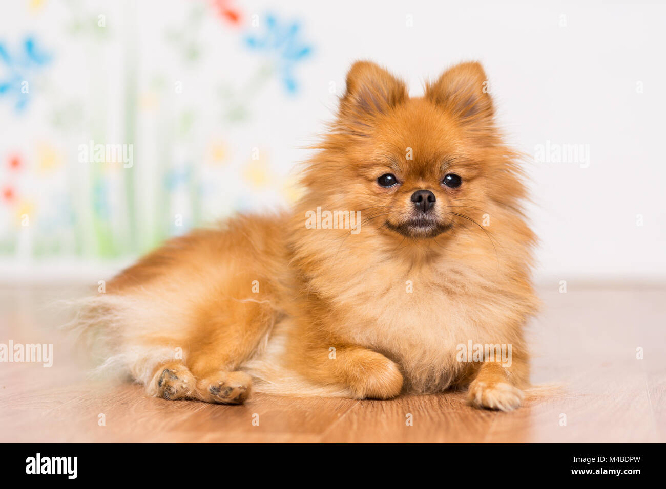 Chien store race pomeranian