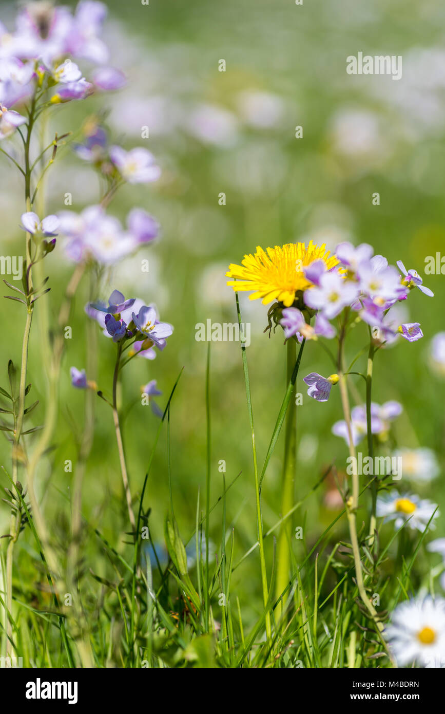 Prairie de printemps Banque D'Images