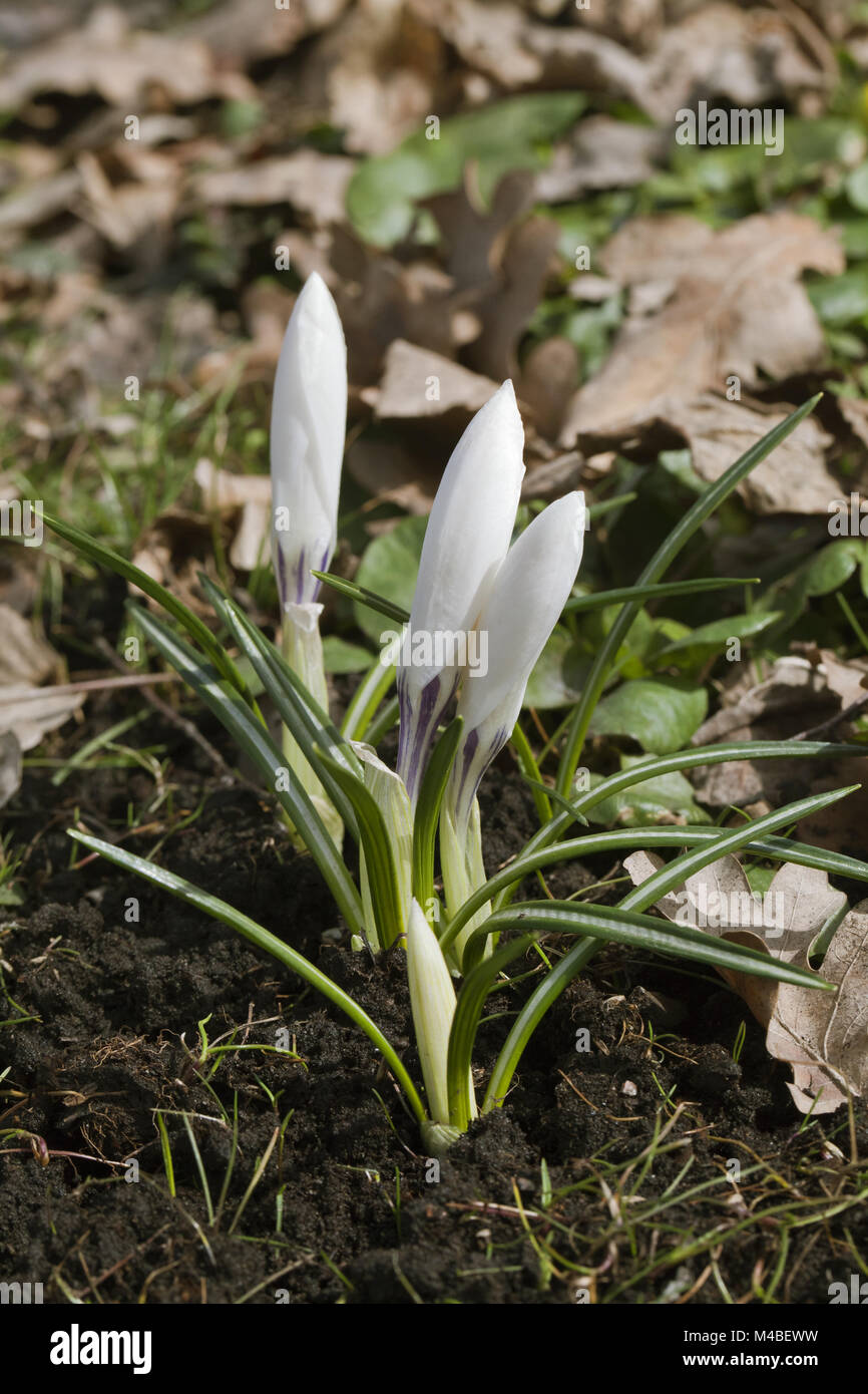 Crocus fleurs au printemps Banque D'Images