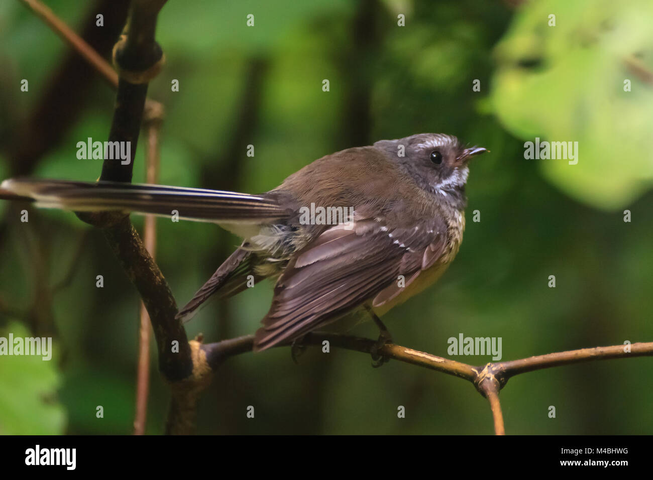 Le oiseau posé sur la branche, Nouvelle-Zélande Banque D'Images