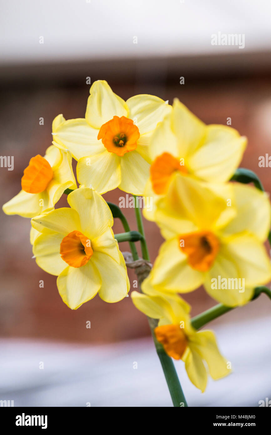 Un gros plan de la fleur de narcisse 'Grand Soleil d'Or' (Narcissus 'Grand  Soleil d'Or' Photo Stock - Alamy