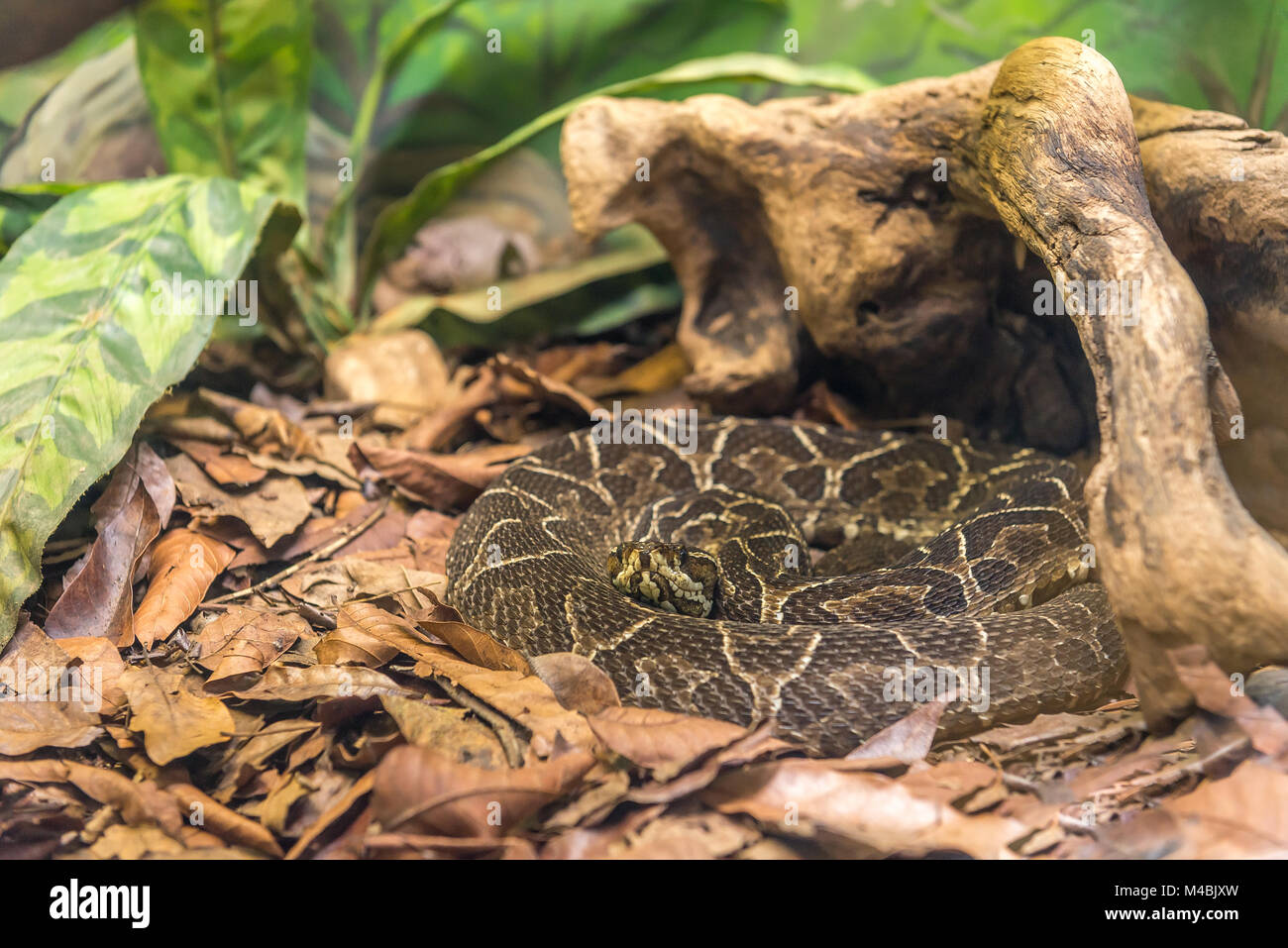Pit Viper snake croisé (Bothrops alternatus) sur le terrain Banque D'Images