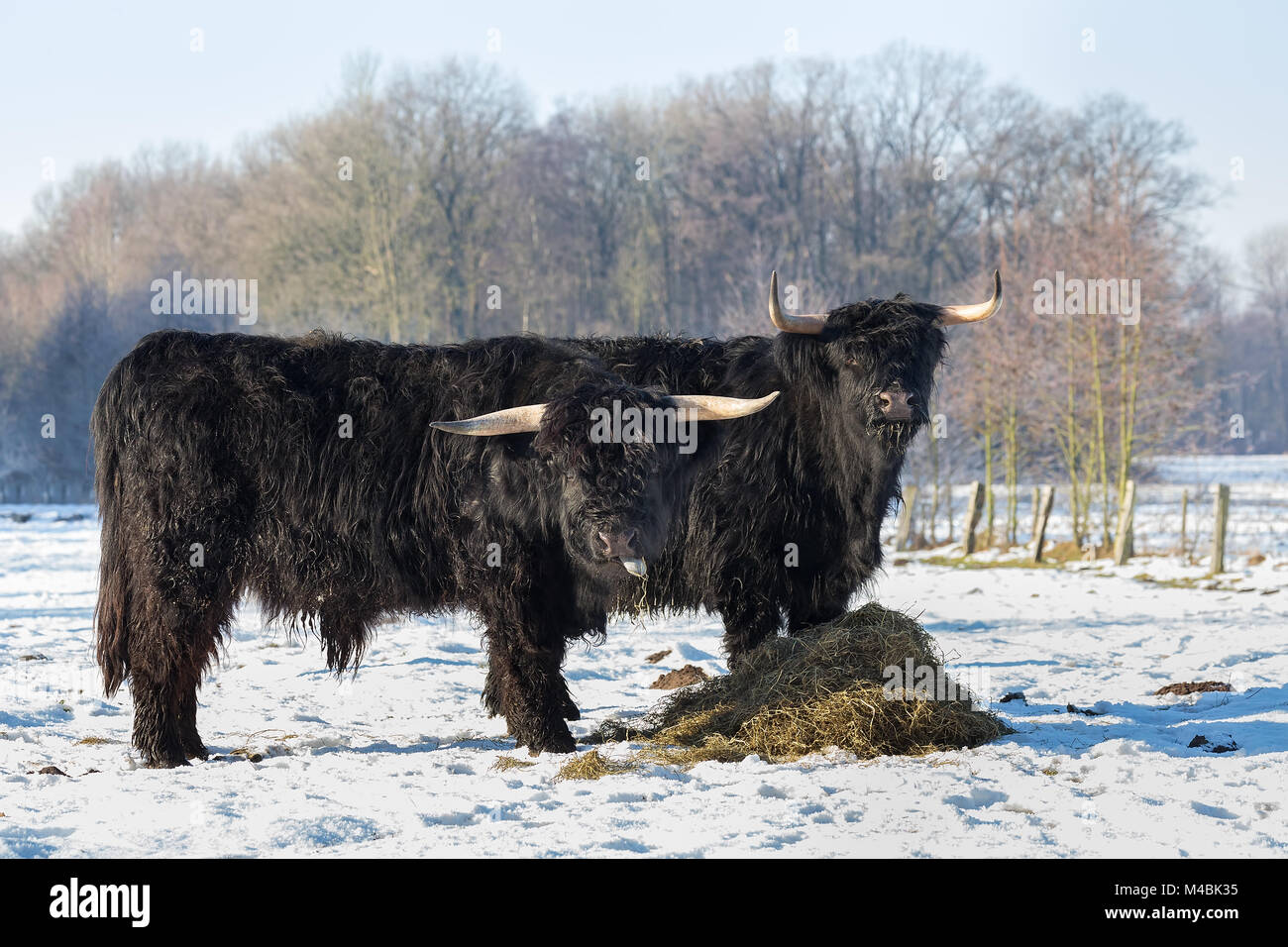 Deux highlanders écossais noir en hiver neige Banque D'Images