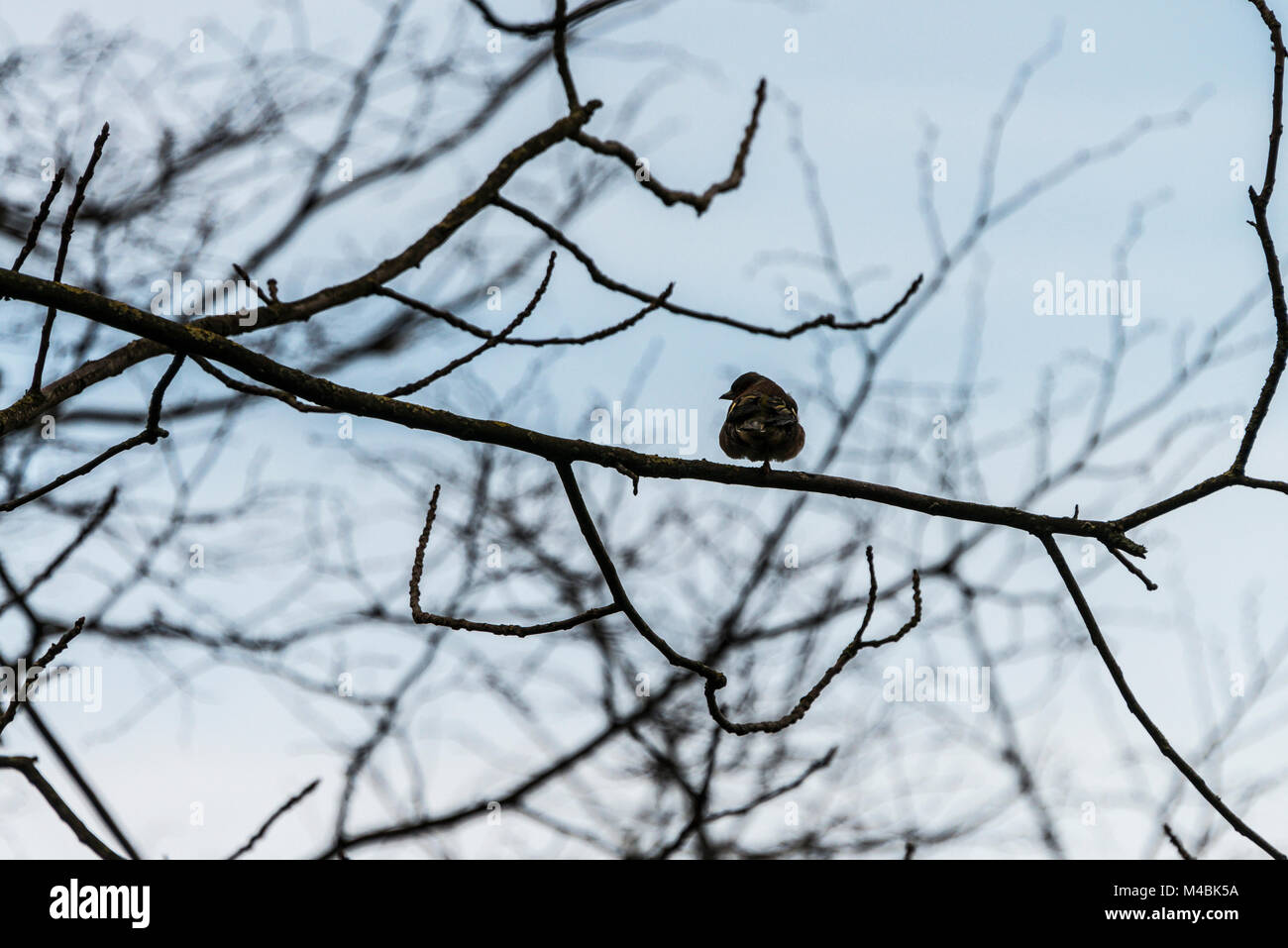 Un mâle (Fringilla coelebs chaffinch) avec une jambe perché sur une branche d'arbre Banque D'Images