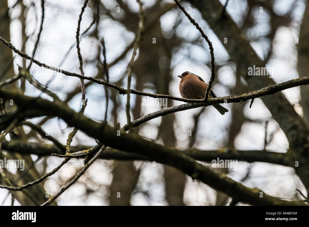 Un mâle (Fringilla coelebs chaffinch) avec une jambe perché sur une branche d'arbre Banque D'Images