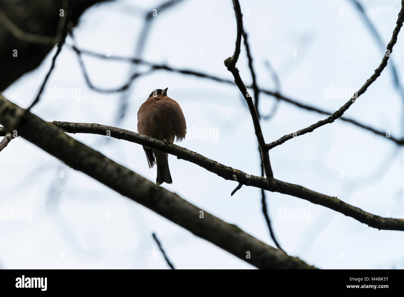 Un mâle (Fringilla coelebs chaffinch) avec une jambe perché sur une branche d'arbre Banque D'Images