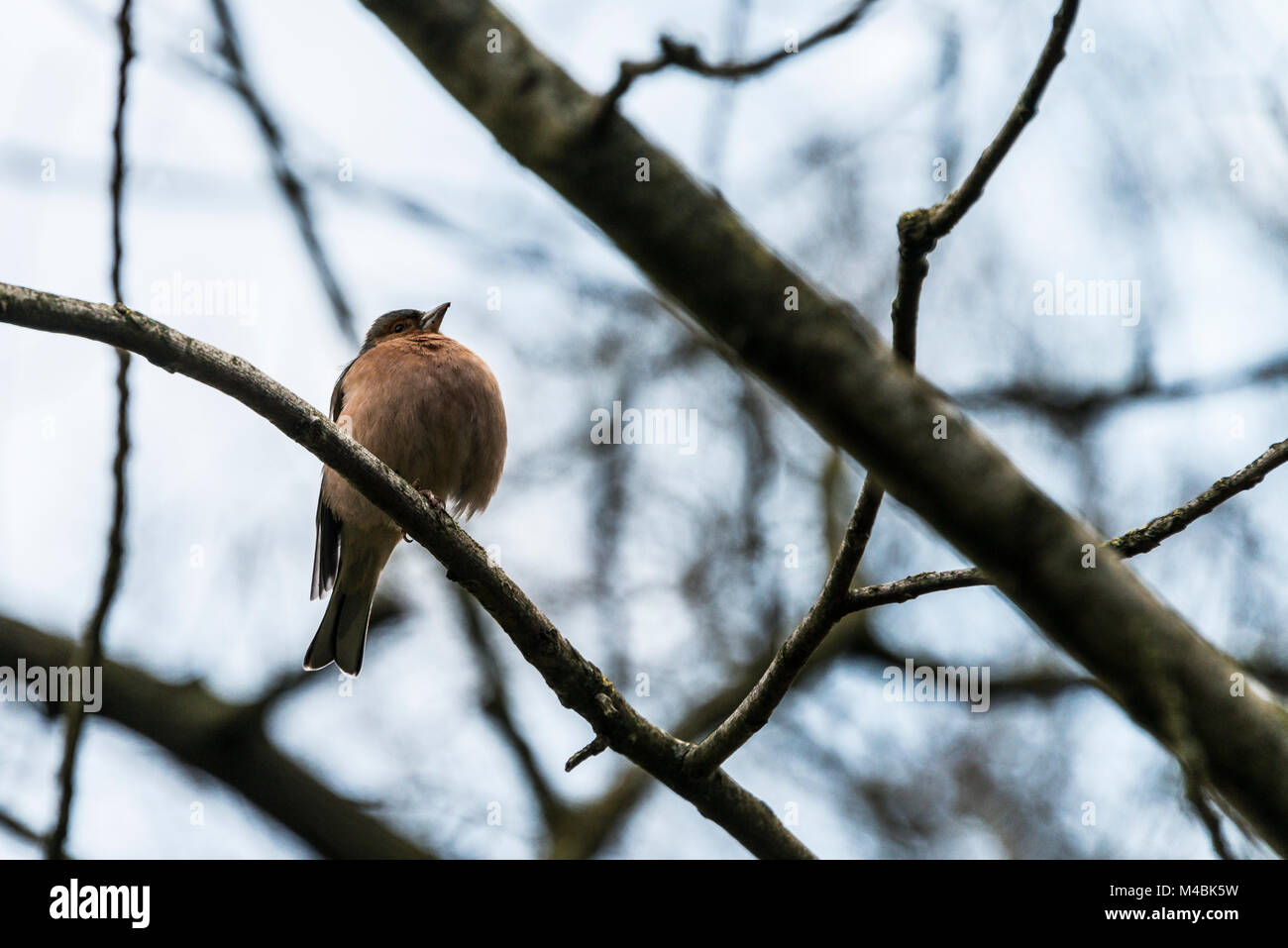 Un mâle (Fringilla coelebs chaffinch) avec une jambe perché sur une branche d'arbre Banque D'Images