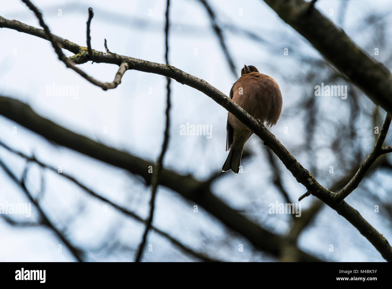 Un mâle (Fringilla coelebs chaffinch) avec une jambe perché sur une branche d'arbre Banque D'Images