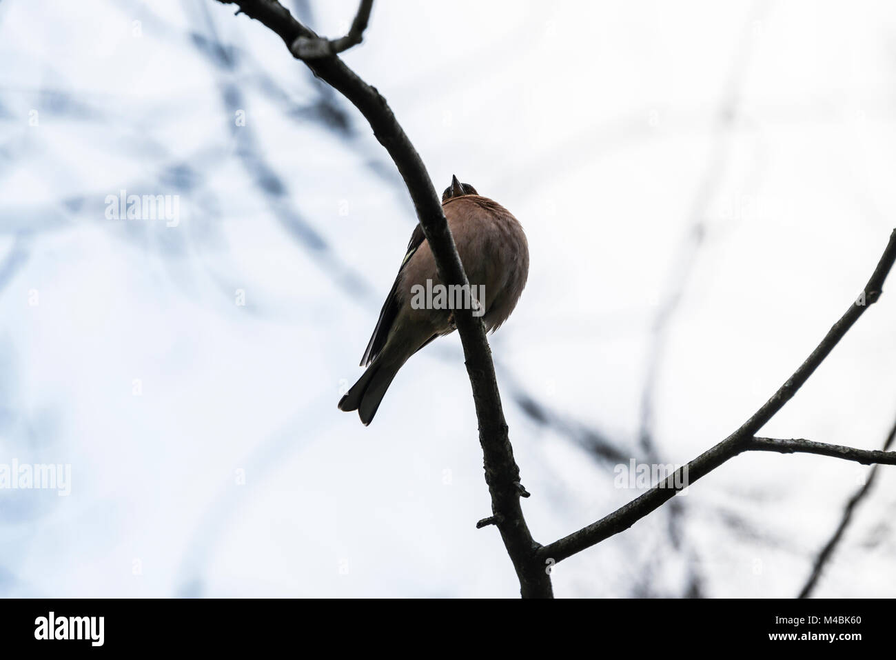 Un mâle (Fringilla coelebs chaffinch) avec une jambe perché sur une branche d'arbre Banque D'Images