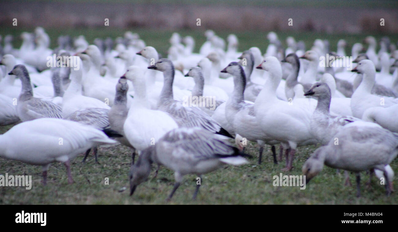 Rassemblement de grande bande de blanc des neiges dans un domaine de la vallée. Les oies en premier plan dans la mise au point nette. Banque D'Images