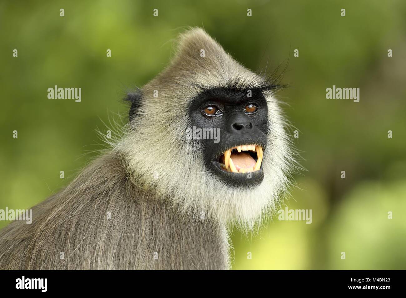 Entelle gris touffetée (Semnopithecus priam),animal,portrait montrant les dents,le parc national de Bundala, Sri Lanka Banque D'Images