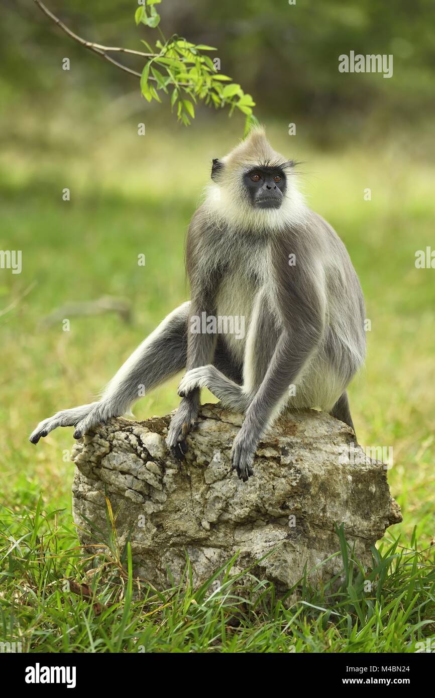 Entelle gris touffetée (Semnopithecus priam),assis sur la pierre, le Parc National de Bundala, Sri Lanka Banque D'Images