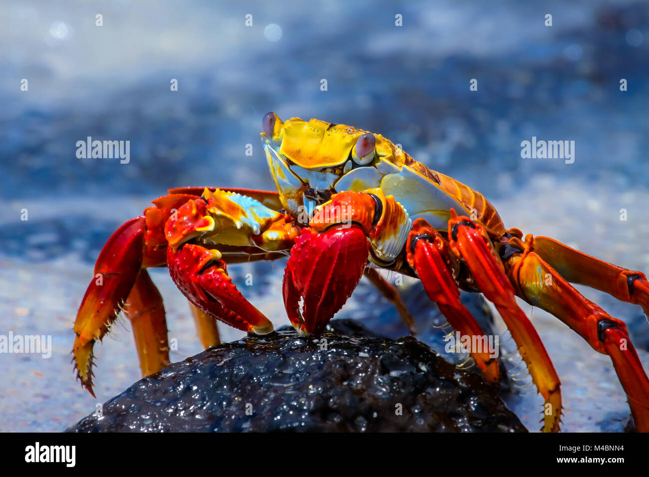 Sally Lightfoot Crab sur une roche de lave, Galapagos Banque D'Images