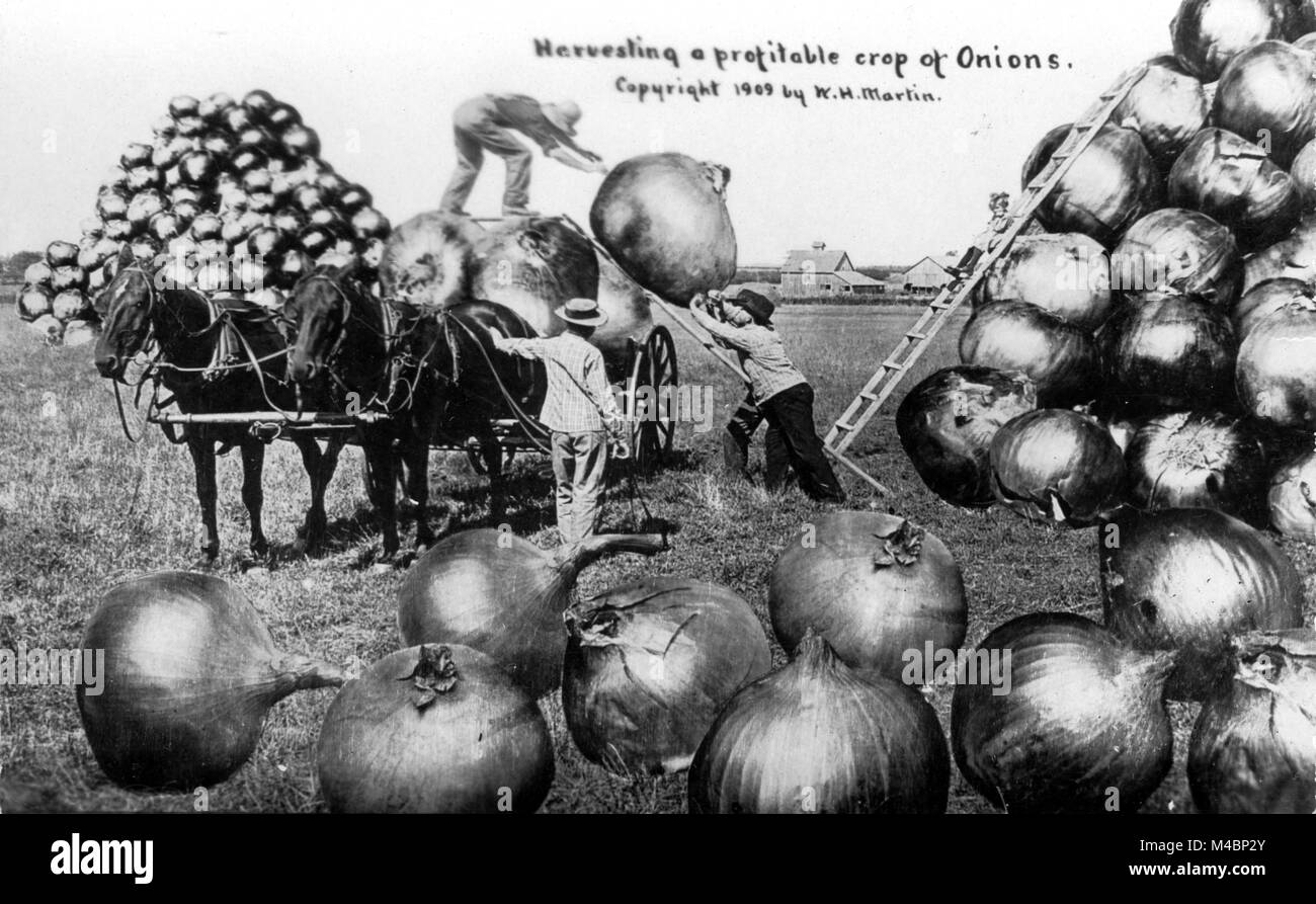 L'agriculture,grands oignons,1900s,lieu exact inconnu,USA Banque D'Images