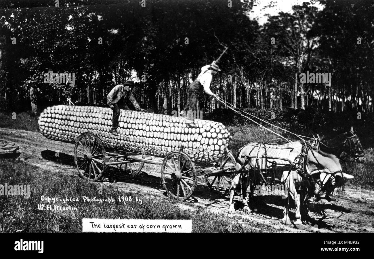 L'agriculture,grands épis de maïs avec des promenades en calèche,1900s,lieu exact inconnu,USA Banque D'Images