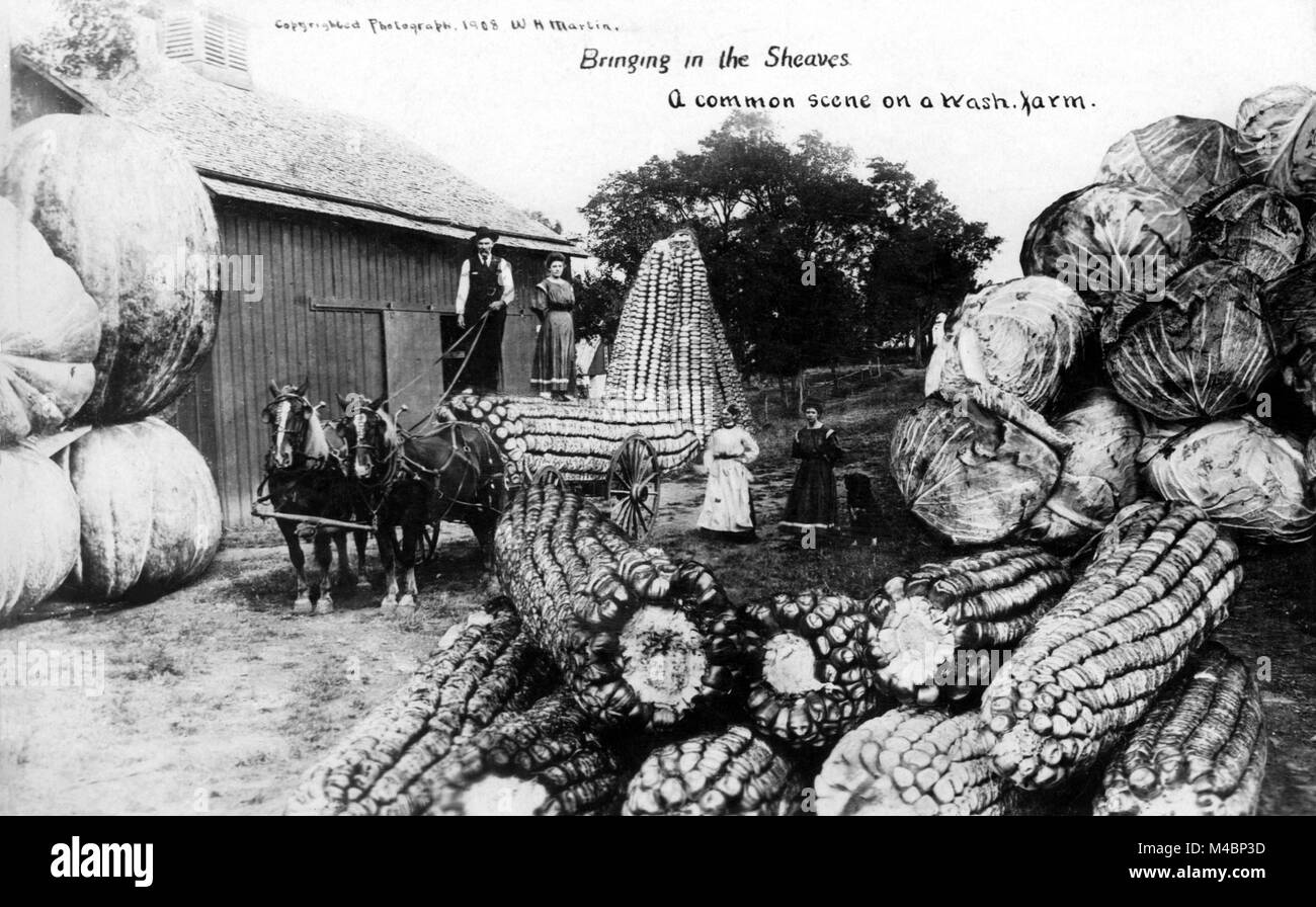 L'agriculture,grands épis de maïs, choux et potirons,1900s,lieu exact inconnu,USA Banque D'Images
