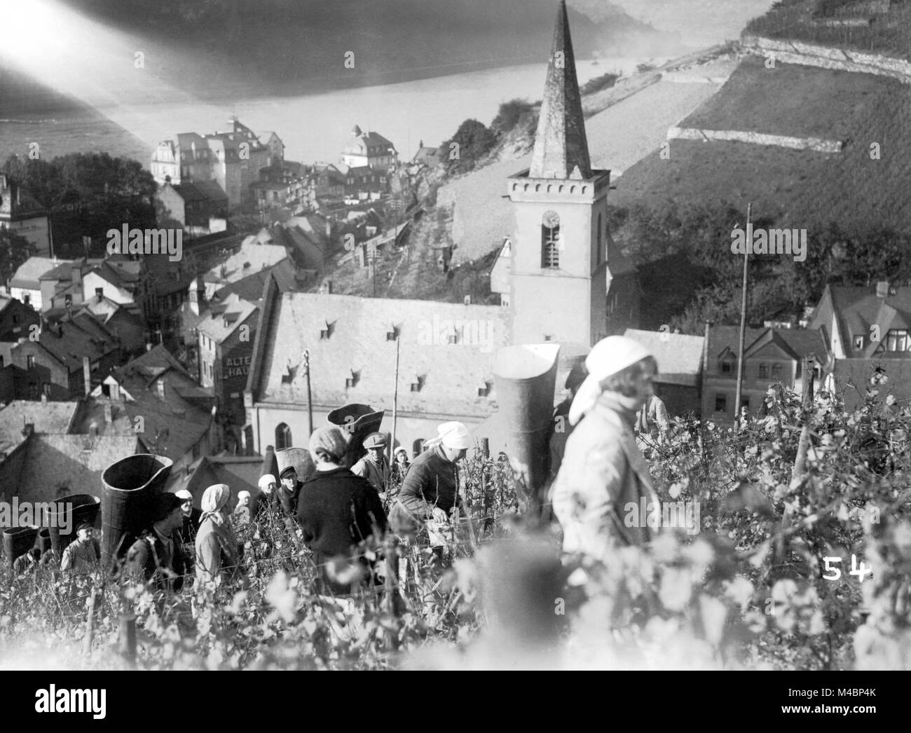 L'agriculture, les femmes à la récolte de la vigne,1930,près de Cologne, Allemagne Banque D'Images