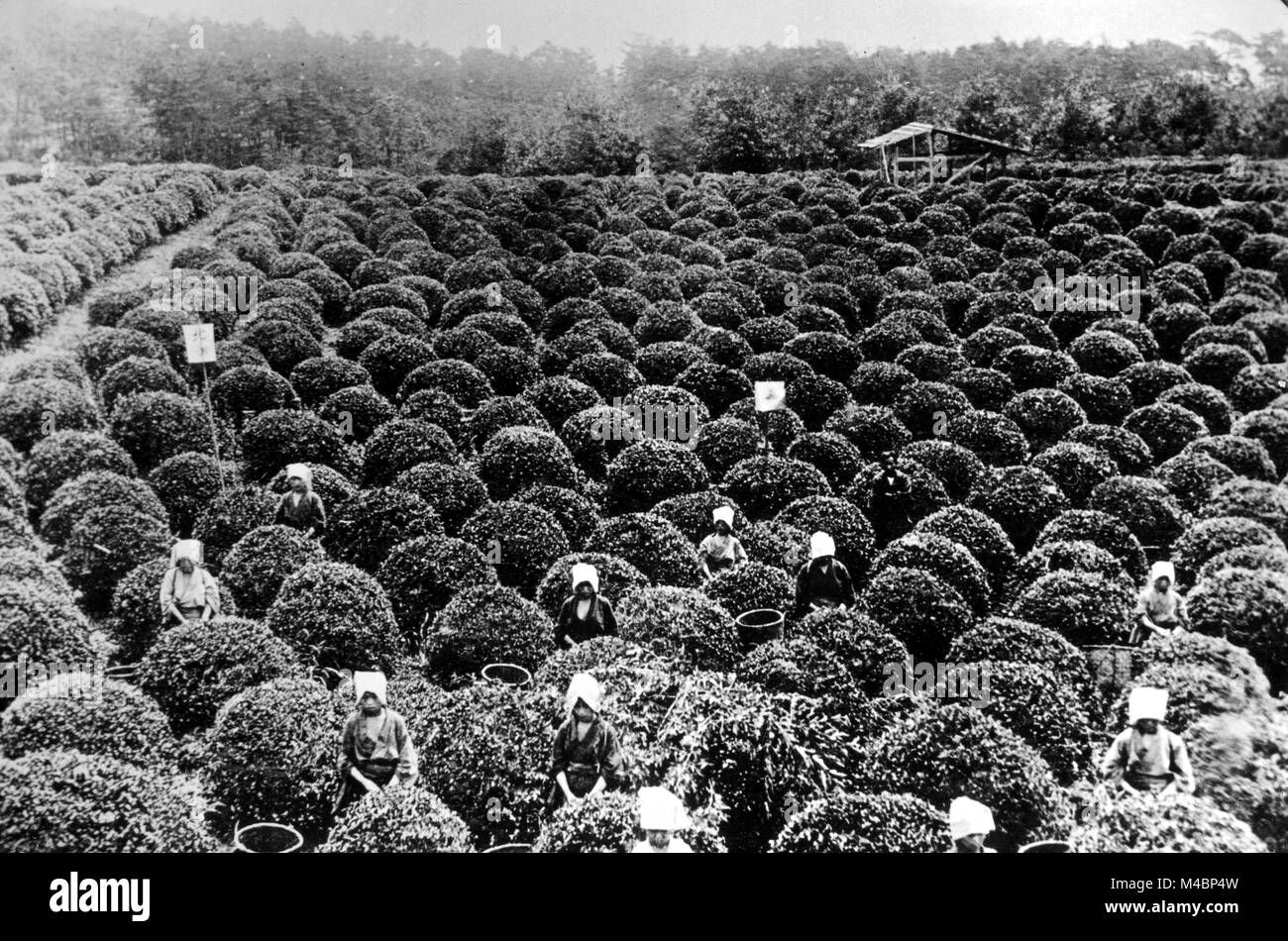 L'agriculture, les femmes sur la récolte d'un champ thé,1920,lieu exact inconnu,Inde Banque D'Images