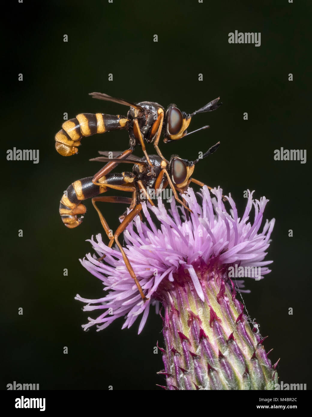 Paire de mouches Conopid quadrifasciatus (Conops) perché sur fleur de centaurée (Centaurea nigra) avec l'homme sur le dessus. Tipperary, Irlande. Banque D'Images