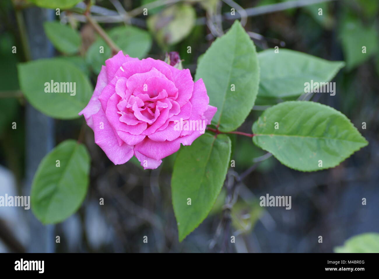 Rosa 'Zéphirine Drouhin' Banque D'Images