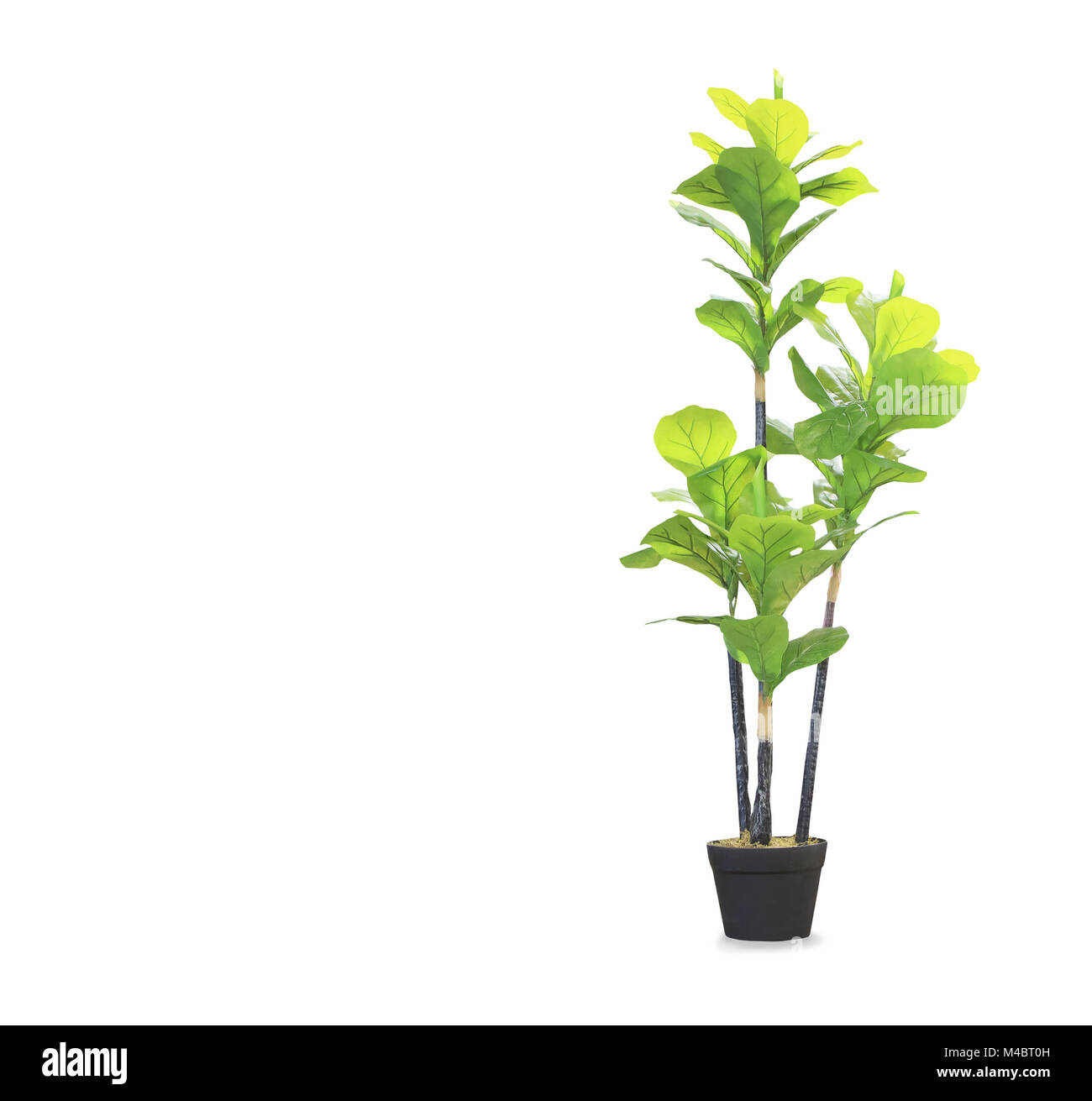 Grand palm dracaena dans un pot isolated over white Banque D'Images