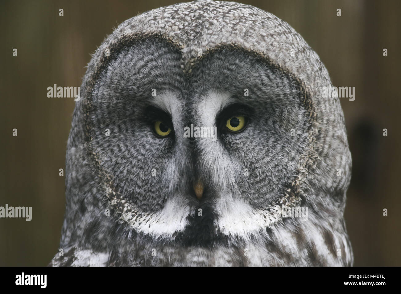 La Chouette lapone (Strix nebulosa) Banque D'Images