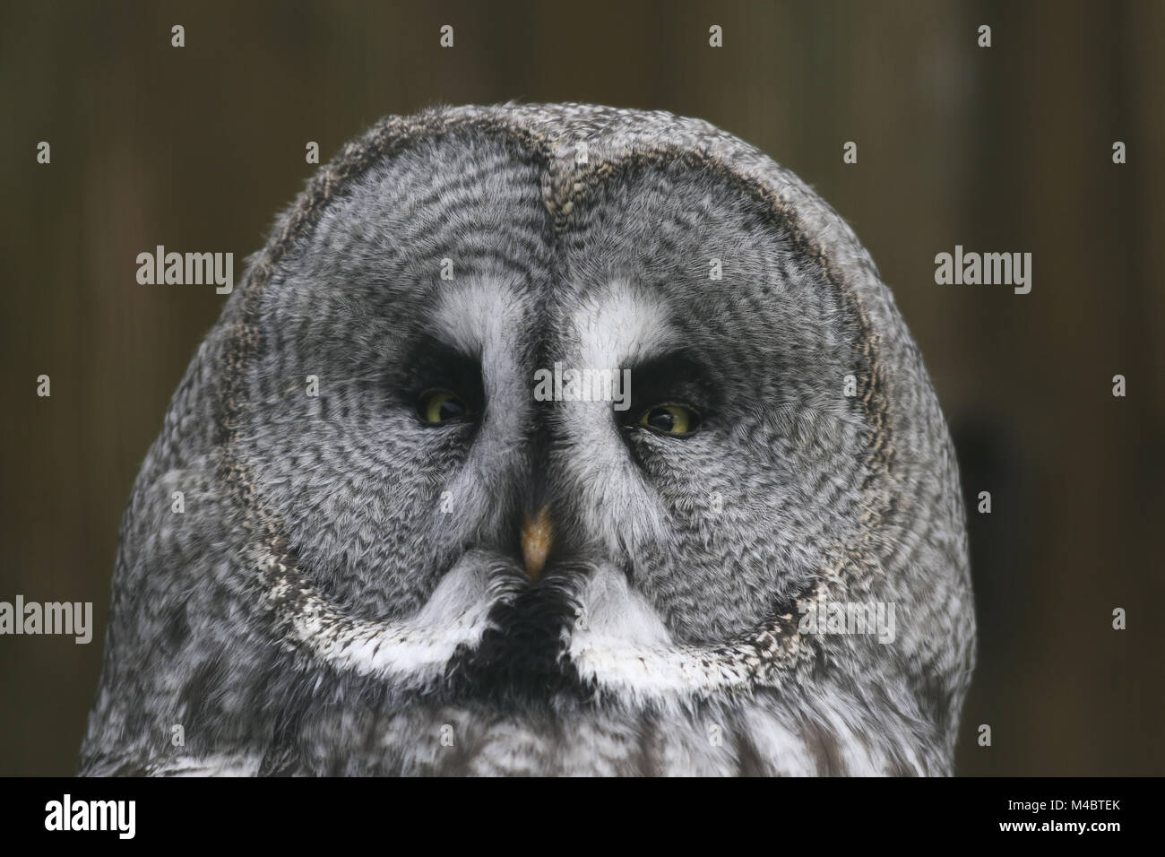 La Chouette lapone (Strix nebulosa) Banque D'Images