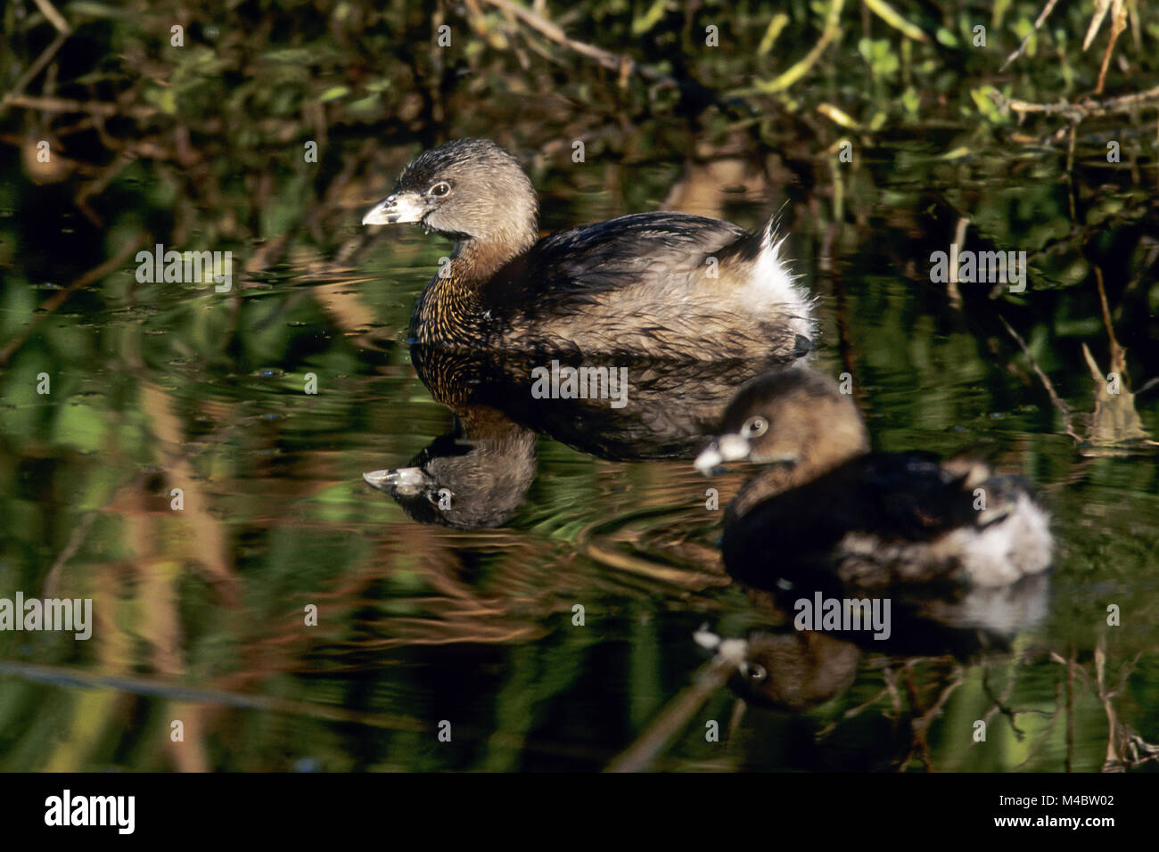 Le grèbe à bec bigarré est une espèce de la famille grebe Banque D'Images