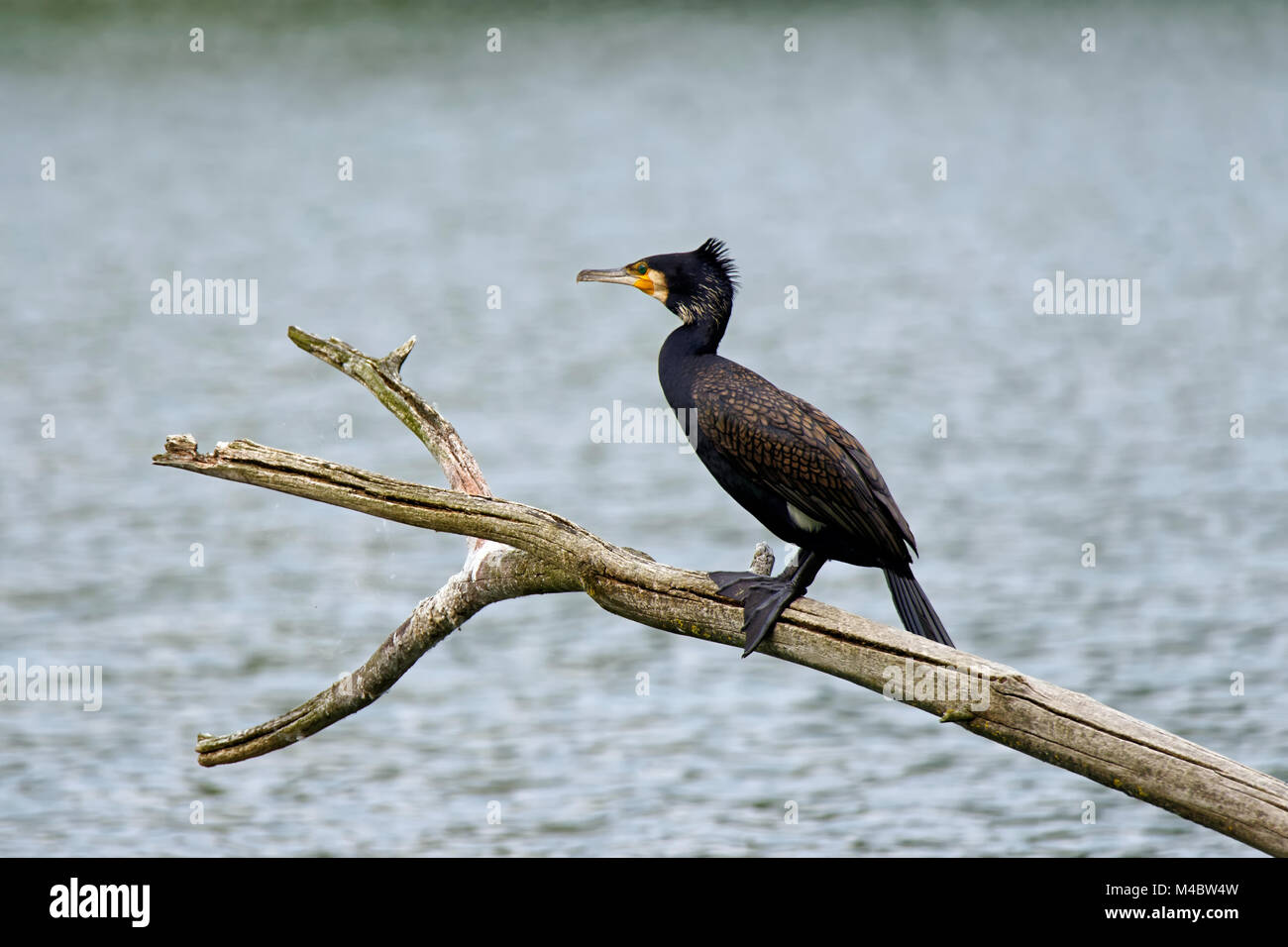 Grand cormoran Banque D'Images