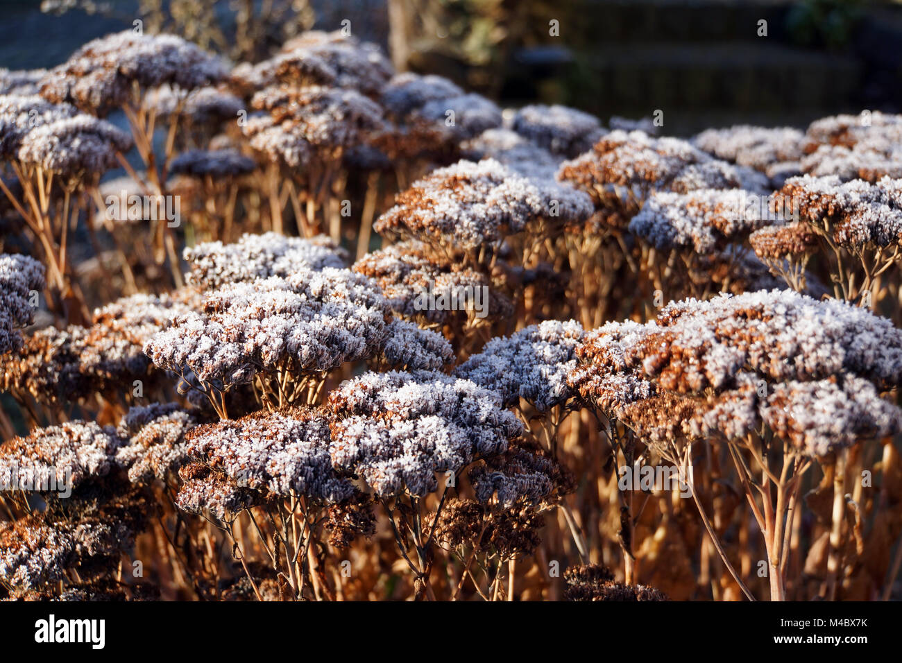 Givre sur showy stonecrop (Hylotelephium spectabile) Banque D'Images