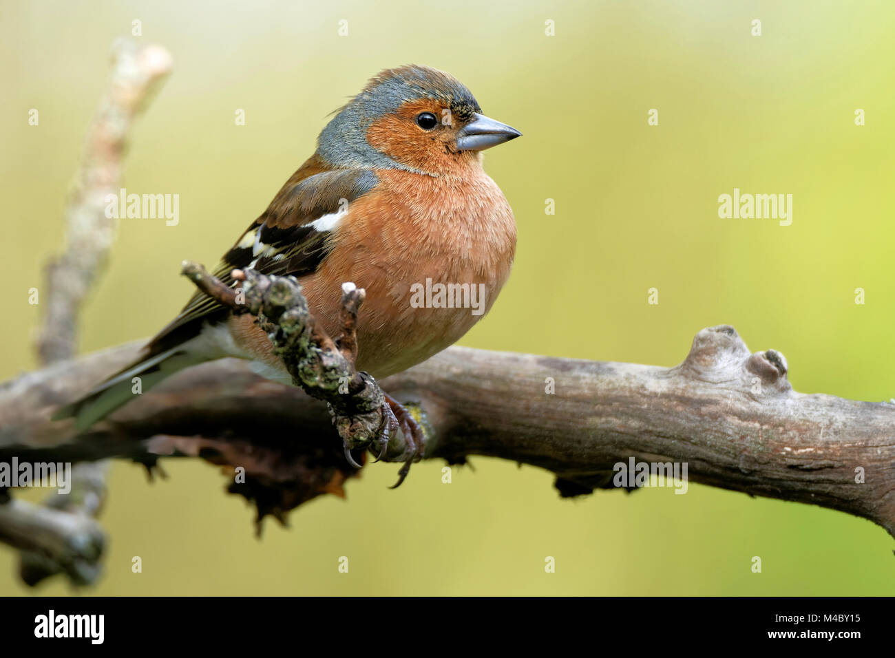Chaffinch sur une branche Banque D'Images