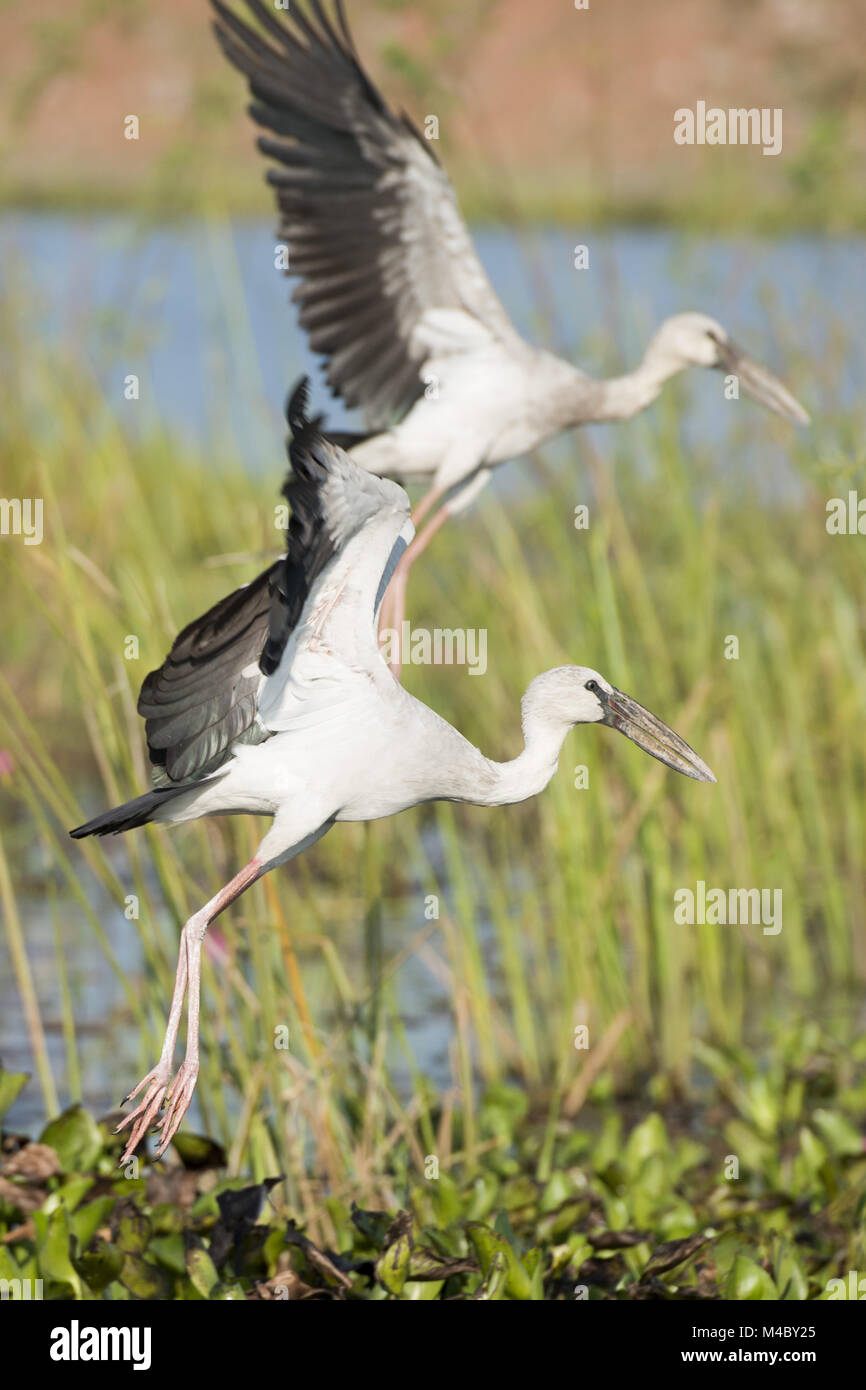 ISAN EN THAÏLANDE Udon Thani KUMPHAWAPI D'OISEAUX D'EAU Banque D'Images