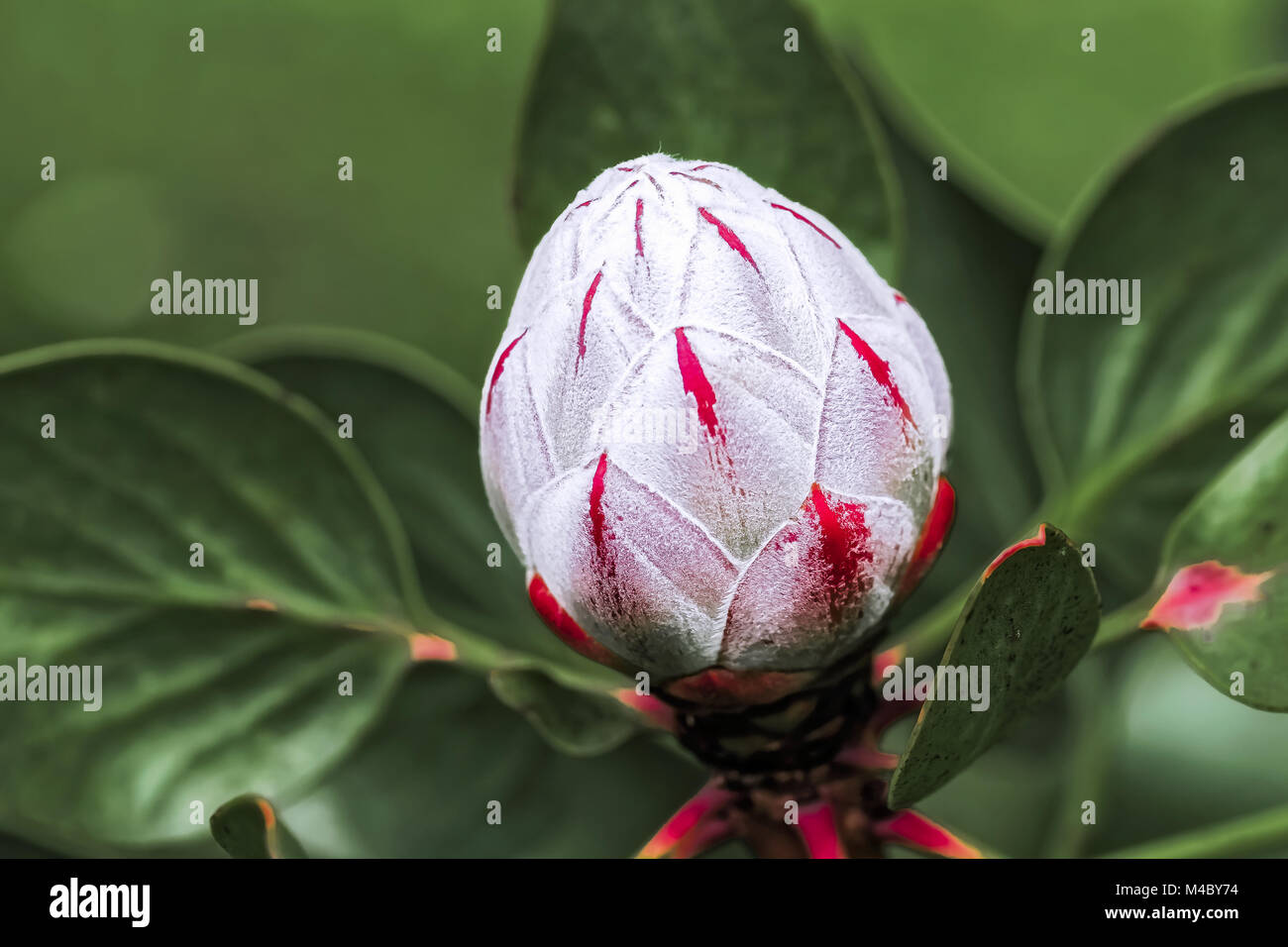 Protea Protea King bud - photo:, Afrique du Sud Banque D'Images