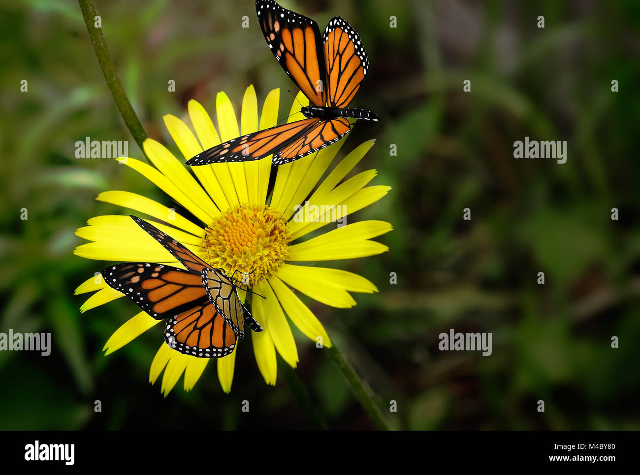 Beau papillon assis sur une fleur jaune . Banque D'Images