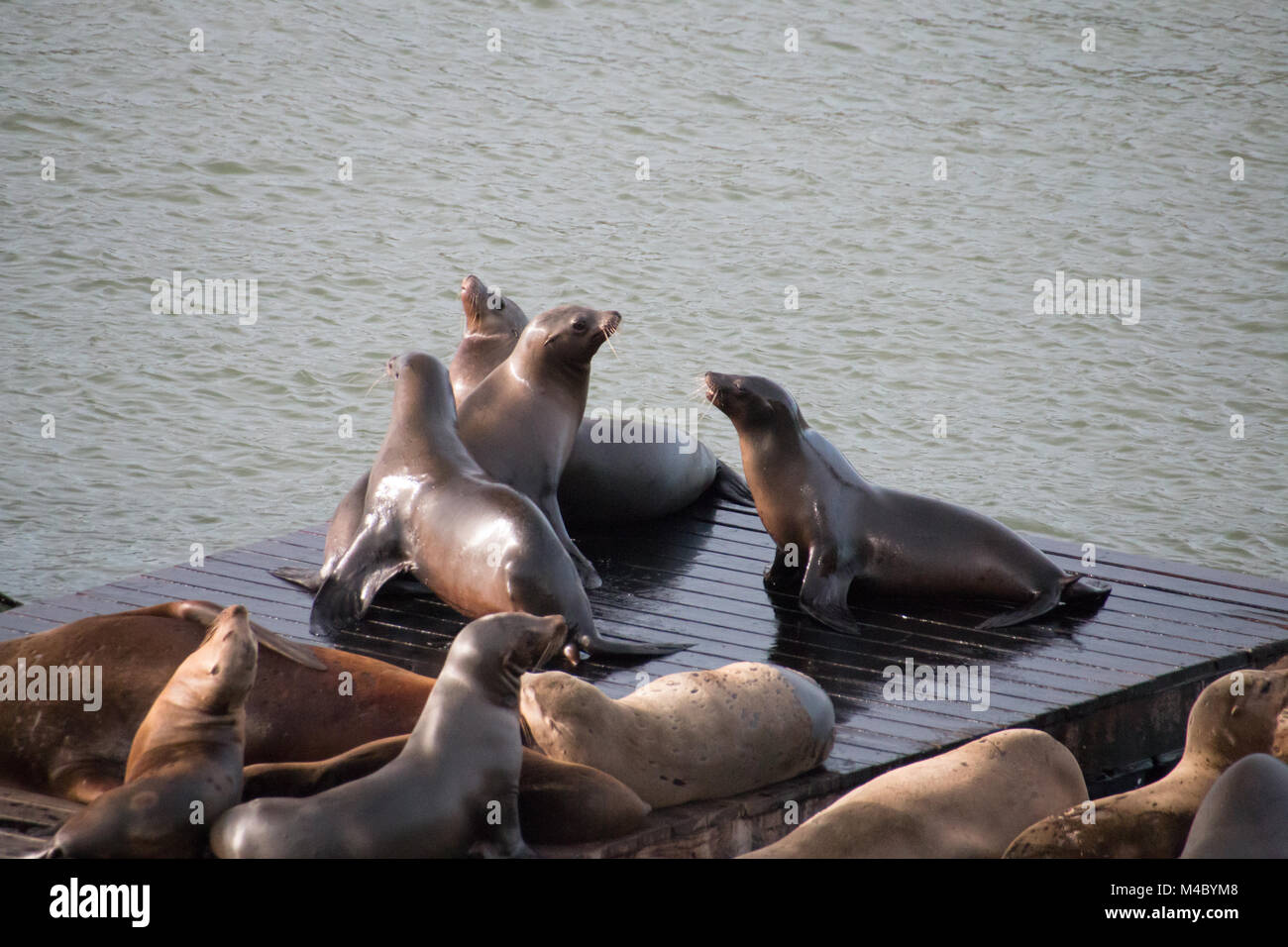 Les lions de mer assis sur une palette en bois Banque D'Images