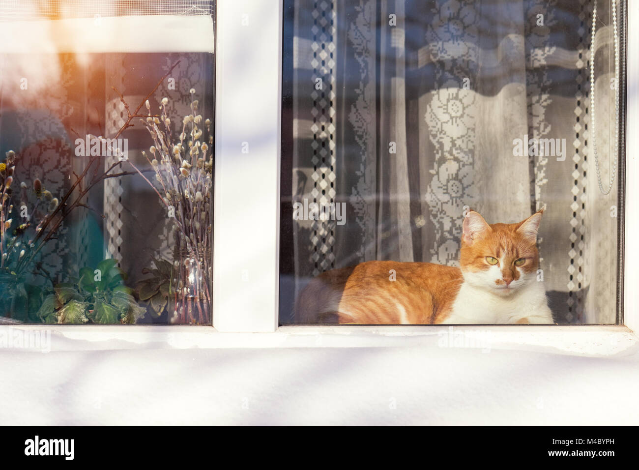 Chat blanc et rouge sur le rebord de la maison Banque D'Images