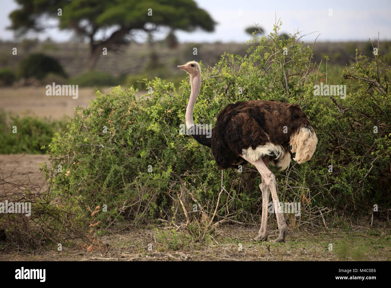 Autruche sur la savane. Le parc national Amboseli au Kenya Banque D'Images