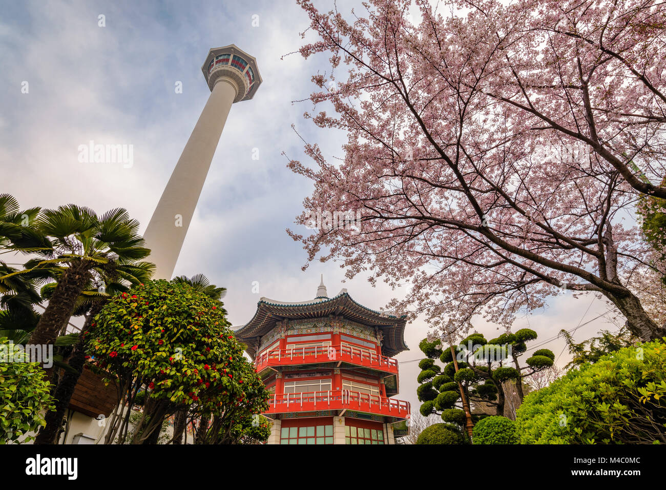 Tour de Busan avec spring cherry blossom, Busan, Corée Banque D'Images