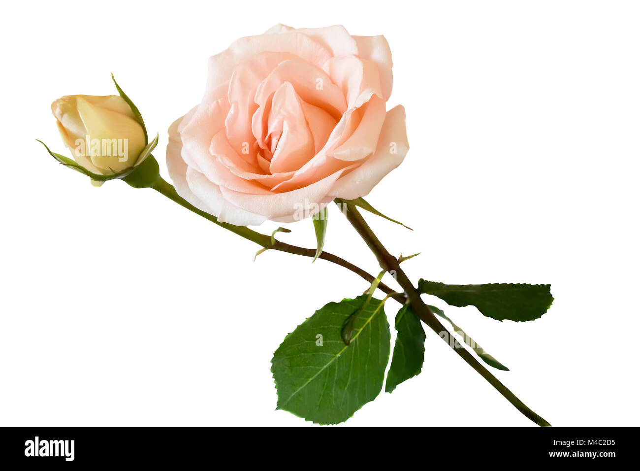 Fleur Rose Rose Pale Avec Des Feuilles Sur Un Fond Blanc Photo Stock Alamy